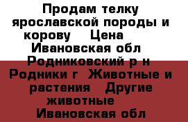 Продам телку ярославской породы и корову  › Цена ­ 80 - Ивановская обл., Родниковский р-н, Родники г. Животные и растения » Другие животные   . Ивановская обл.